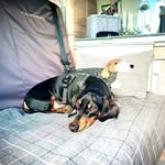 Debs - VW Adventures - Adventures of Lennon - @debcob_lennons_vw_adventures - Instagram
