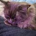 Deb Cohen - Facebook