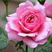 Debra Schulman Cohen - Facebook