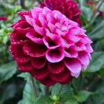 Deb Collett - @debsdahlias - Instagram