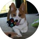 Deb Conley - @jasp.erthecorgi7 - Instagram