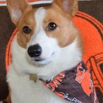 Deb Conley - @jasperthecorgi7 - Instagram