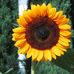 Debbie Copenhaver - Facebook