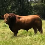 Deb Cotter - @brinsleypastoral - Instagram