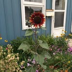 Deb Cowan - Facebook