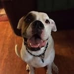 Deb Crane - @doggymoms3 - Instagram