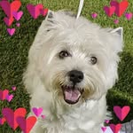 Deb Crane - @westiehomebasewa - Instagram