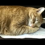 Margarita Simone - @debcrane1107 - Instagram