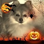 Deb Crawford - @wolfspirit464 - Instagram