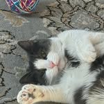 Deb Crocker - @meowcharliecatnip - Instagram