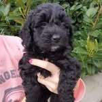 Debra crowder - @luna_cockerpoo - Instagram