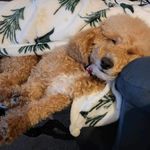 Deb Cormany Culbertson - @dkcormany - Instagram