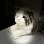 Deb Cullen - @muffin_the_english_shorthair - Instagram