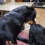 Deb Cunningham - @angelhockey27 - Instagram