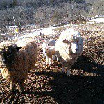 Deb Hertzel  Curran - @debwwtf - Instagram