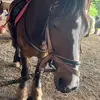 debdale😜😜 - @equestrian_rml - TikTok