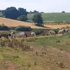 🐴 - @debdale_riders - TikTok