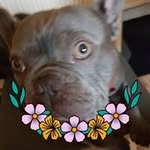Deb Daniels - @neelddebra023 - Instagram