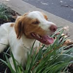 Deb Davidson - @scoutthebrittanyaus - Instagram