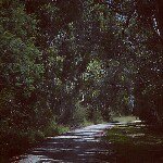 Deb Dawson - @bluebandedbees - Instagram