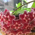 Deb De Jonghe - @debdejonghe - Instagram
