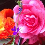 Deborah Den Herder - Facebook