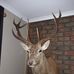 Debra Dennis - Facebook