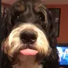 Berneboyz - @debbiedesmond2 - TikTok