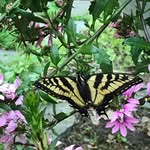 Deb Douglas - @deb.douglas.18 - Instagram