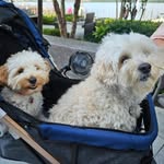 Deb Ellis - @doodle_dc_sisters - Instagram