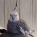 Debra Gallo - Facebook