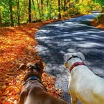 Debra Gallo - @furrypeoplepetservices - Instagram