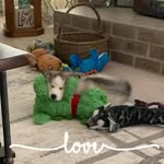 Debbie Lehnen Goetz - @dragoetz - Instagram