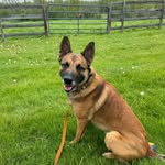 Deborah Goetz - @dax_the_malinois - Instagram