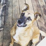 Deb Grace Cabe - @j.a.x_canine_training_ - Instagram