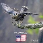 Deb Graham - @oceanrules - Instagram