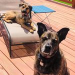 Deb Graham Mattson - @mikkoraggy - Instagram