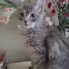 griffindeb - @griffindeb - TikTok