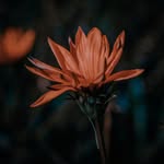 Deb Hendrickson - @placmosstiliher809 - Instagram