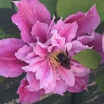 Deb Hillman - @debhillman1 - Instagram