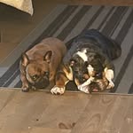 Deb Hines - @belle_thebrunettefrenchie - Instagram