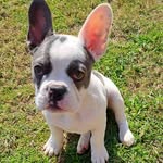 Deb Howie - @dejoho2311 - Instagram