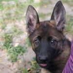 Deb Hurlburt - @deb_n_dogs - Instagram