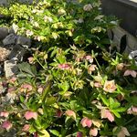 Deb Hurlburt Hendricks - @hendricksdeb - Instagram