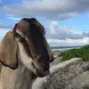 Debjaeger - @debjaeger - TikTok