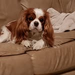 Infinity Cavaliers - @debjuhl - Instagram