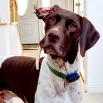 Deb Kahn Lehr - @piperthehyperpointer - Instagram
