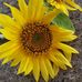 Debbie Ketchum - Facebook