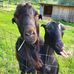 Debbie Knecht - Facebook
