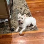 Debbie Knecht - @dkyahoo64 - Instagram